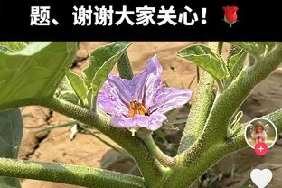 欧联各队松了口气？塞维欧冠2平4负小组垫底，无缘欧联附加赛